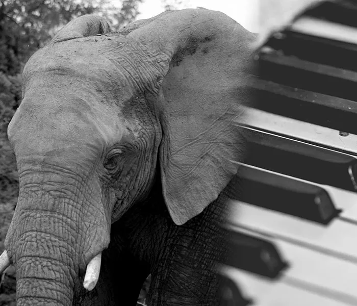 Close-up of an elephant's face in grayscale on the left, next to a close-up of piano keys in grayscale on the right.